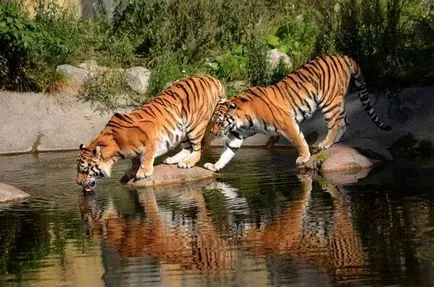 Tiger, egy ragadozó emlős a macska család