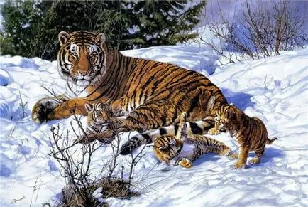 Tiger, un mamifer carnivor din familia pisica