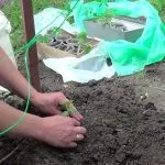 Огірки жовтіють листя що робити, в парнику, на підвіконні