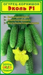 Огірки для теплиці сорти кращі, дачникам