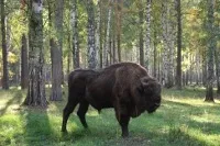 Окский заповідник 1