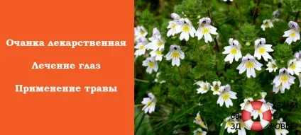 Очанка лікарська