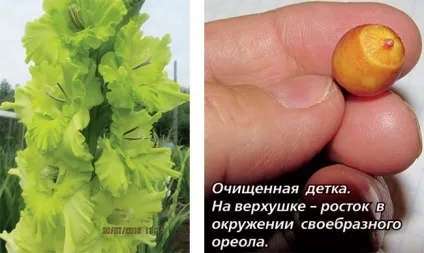 Про діток гладіолуса