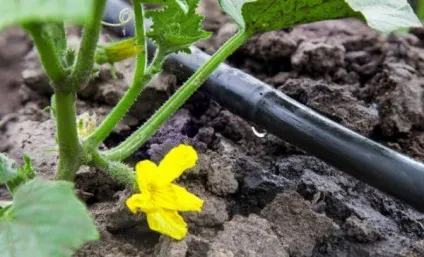 Огірки жовтіють листя що робити, в парнику, на підвіконні