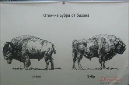Окский біосферний заповідник, www (Окський) Окский біосферний заповідник, www