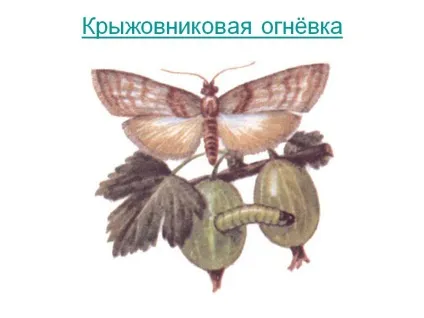 Огнівка на агрус і заходи боротьби (землю навколо кущів) Огнівка на агрус і заходи боротьби