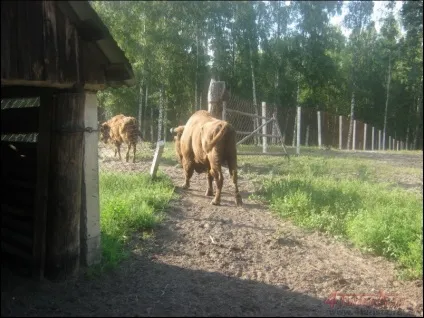 Окский біосферний заповідник, www (заповідник) Окский біосферний заповідник, www