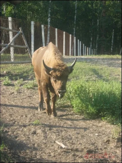 Окский біосферний заповідник, www (заповідник) Окский біосферний заповідник, www