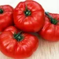 Tomate Mazarin f1 - descrierea soiului și secretele în creștere