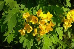 Трава сенна від запору