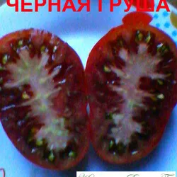 Tomate Descriere pere neagră a soiului, recenzii, fotografii, descrierea