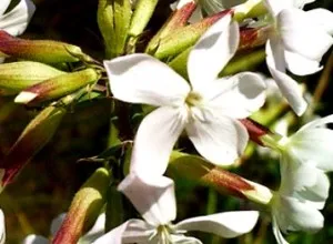 Herbal sampon a haj, ha teheti magát, egészségügyi és szépségápolási