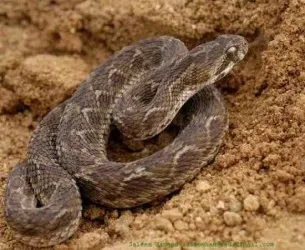 Top 10 legtöbb mérges kígyók bolygó