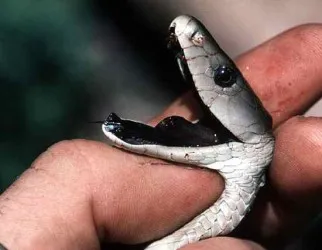 Топ 10 на най-планета отровни змии