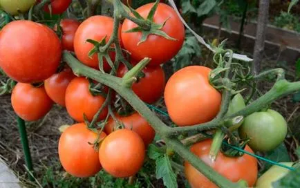 сортове домати от дъбова гора характеристики и местоположение, ревюта, снимки домати - eteplitsa