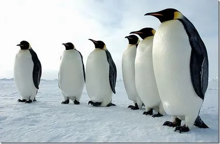 Топ 10 най-невероятни факти за Антарктида