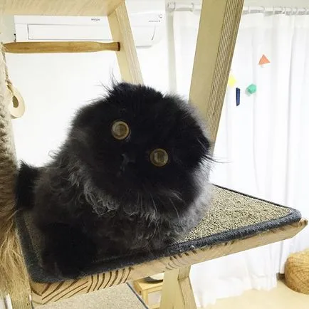 Megható a macska nyer Instagram, a pozitív és érdekes hírek
