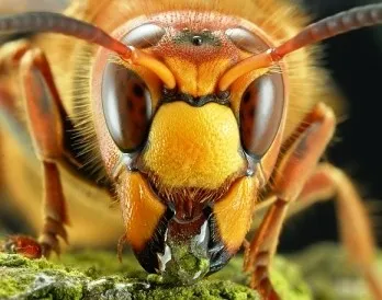 Hornet muscatura de prim ajutor, consecințe