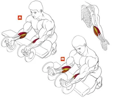 Arm gyakorolja, hogyan kell pumpálni fel a kezét, swing izmok