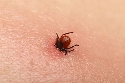 Tick ​​musca - simptome ale persoanei, tratamentul, prevenirea