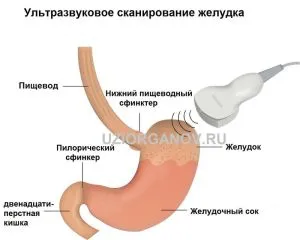 Uzi esofag și tractul digestiv stomac, preparat