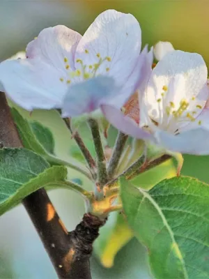 Grija pentru un măr în primăvara anului 4 lucruri pe care fiecare grădinar ar trebui sa stie!