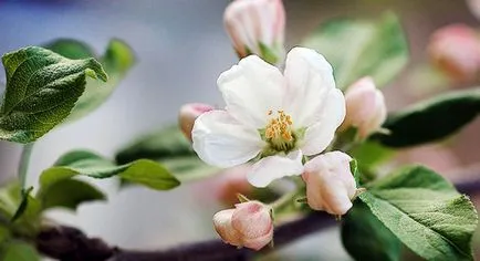 Грижа за ябълково дърво през пролетта на 4 неща, които всеки градинар трябва да знаят!