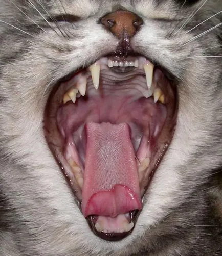 fogápolás macska