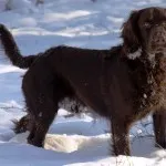 Vahtelhund - o imagine de ansamblu completă a rasei (foto și video)