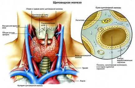 Vascularizarea simptomele și cauzele gusa