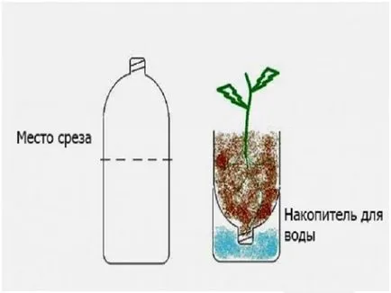 Crestele verticale pentru căpșunile din sticle de plastic, cum să facă propriile lor mâini video și fotografii