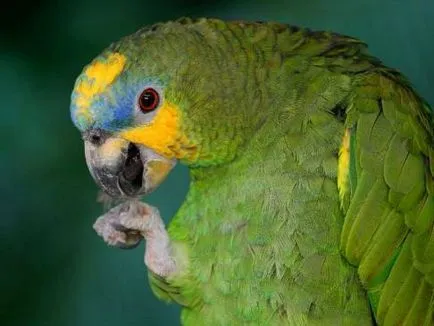 Orange cu aripi Amazon subtilități conținut vorbăreț exotice
