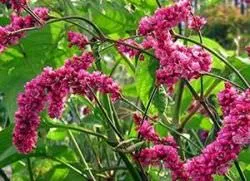 specii Cultivarea Polygonum de flori, viță de vie, plantarea și îngrijirea unui soi de plante, Sahalin, Aubert