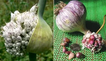 Növekvő fokhagyma, mint a vállalkozás kis telkek