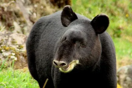 típusú tapirs