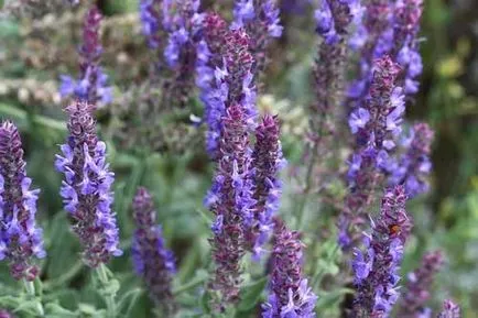 Cultivarea Sage - Salvia pe pervazul ferestrei, un site țară