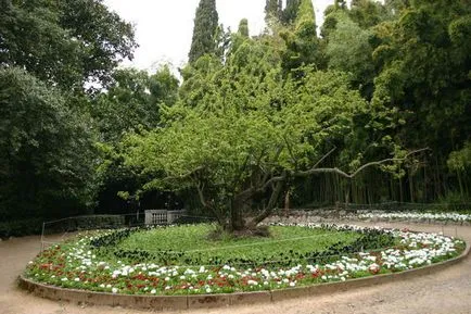 Tipuri și forme de coroane de arbori, impactul percepției formei arborelui