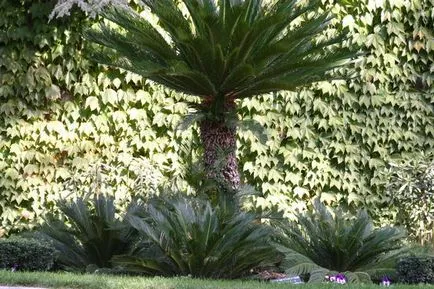 Tipuri și forme de coroane de arbori, impactul percepției formei arborelui