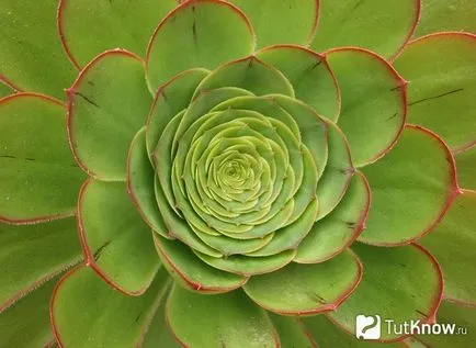 Fajok és tenyésztőteremben Aeonium, tippeket gondoskodó