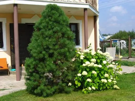 Tipuri și forme de coroane de arbori, impactul percepției formei arborelui