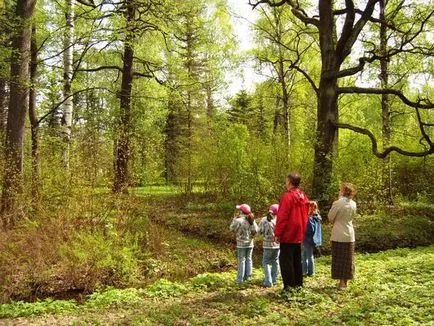 Tipuri și forme de coroane de arbori, impactul percepției formei arborelui