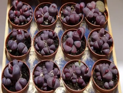 Отглеждане Lithops семена от практически съвети у дома