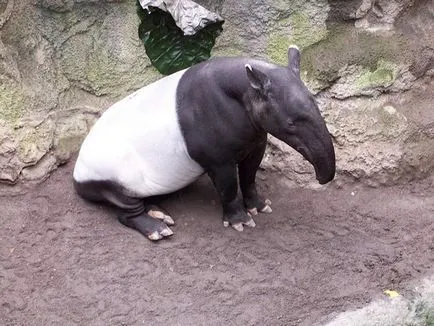 típusú tapirs