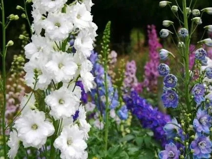 Cultivarea Delphinium, secrete suburbane