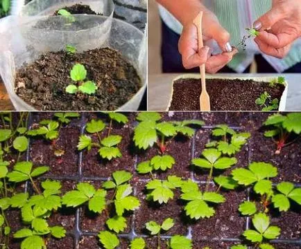 Отглеждане на ягоди от семена у дома, как да засадят