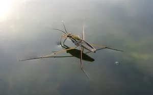 Tavi molnárpoloska - rovar vízzel működnek, mint a szárazföldön