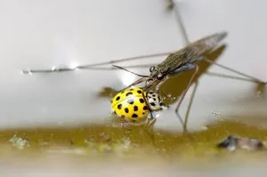 Tavi molnárpoloska - rovar vízzel működnek, mint a szárazföldön