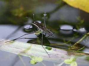 Tavi molnárpoloska - rovar vízzel működnek, mint a szárazföldön