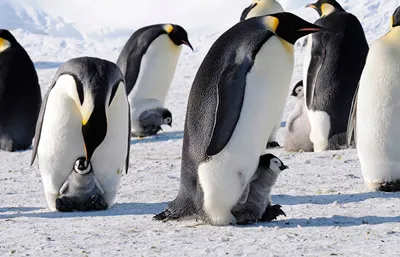 Anotimpuri, vremea si clima din Antarctica