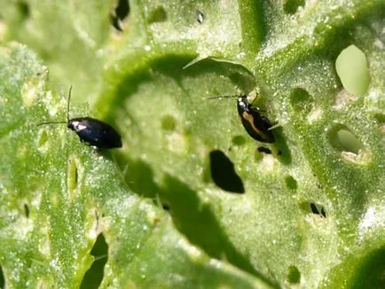 Retek kártevők és azok ellenőrzési - agrár portál